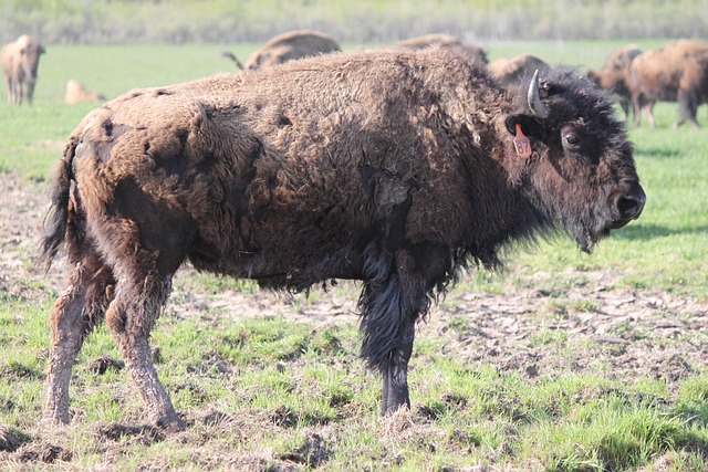 Free Buffalo Adult Buffalo photo and picture