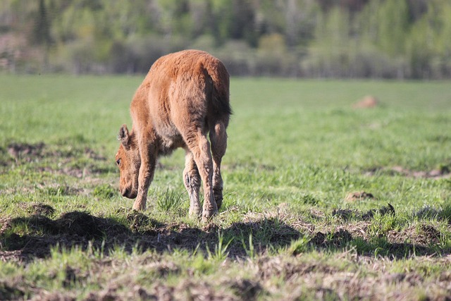 Free Buffalo Baby Buffalo photo and picture