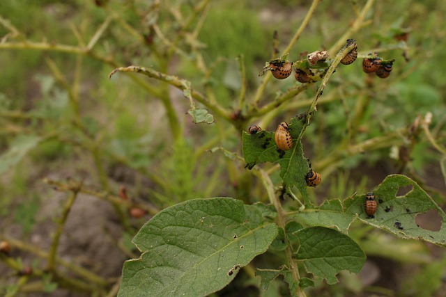 Free Potato Potato Plant photo and picture