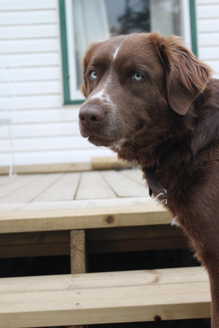 Free Dog Doggy photo and picture