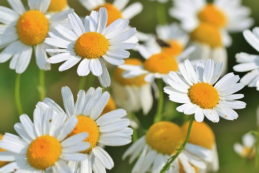 Flowers, Chamomiles, Meadow, Bloom