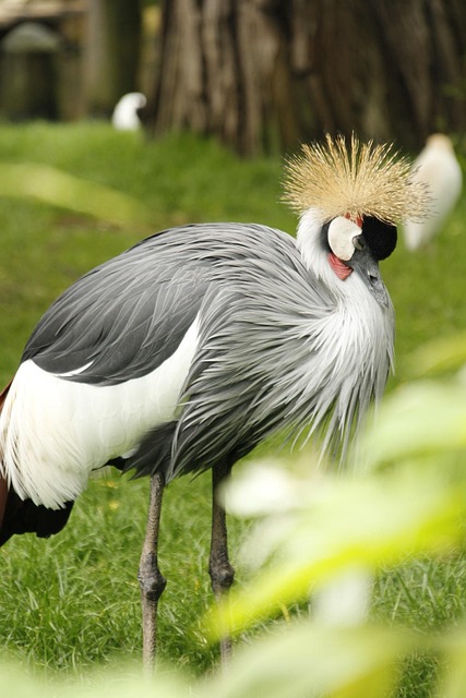Gekrönter Kran, Kran, Vogel, Zoo