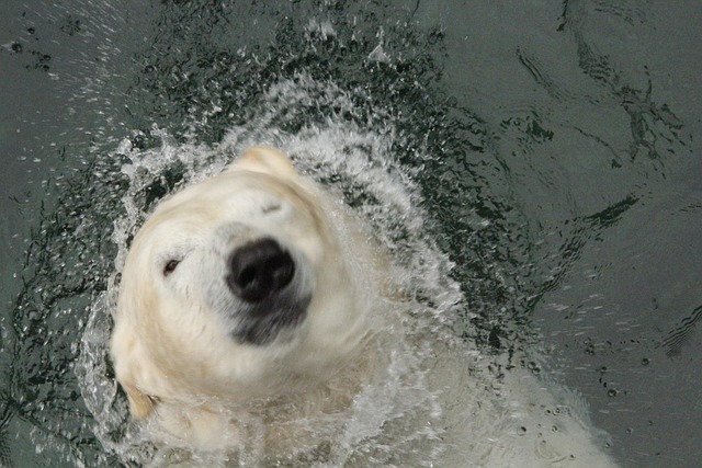 Eisbär, Bär, Zoo, Tierwelt, Tier, Natur