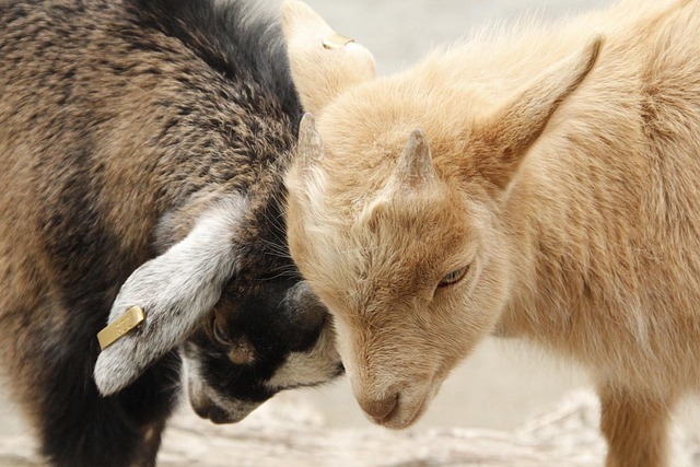 Ziegen, Lämmer, Jung, Zoo, Tier, Natur