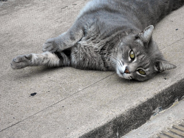 Free Cat Relaxed photo and picture