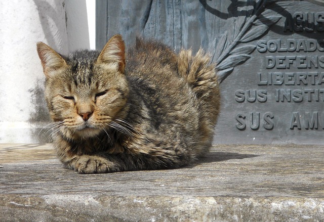 Free Cat Cemetery photo and picture