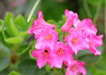 ciliated alpenrose, alpine rose, bluem