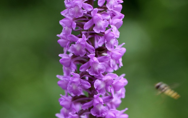 Mückenhändelwurz, Wilde Orchidee, Blüte