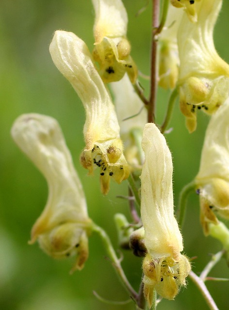 Wolfseisenhut, Blumen Hintergrund, Gelb