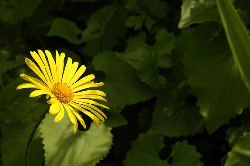 Flor, Fundo Flor, Plantar