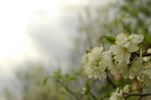 Primavera, Verde, Bloom, Flores