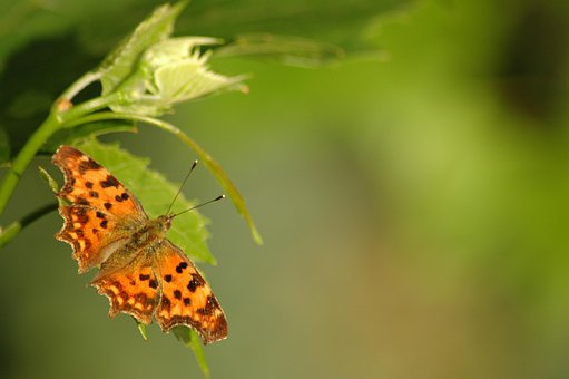 Borboleta, Natureza, Closeup, Verde