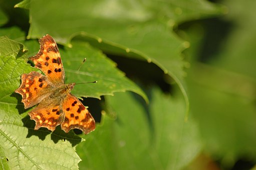 Borboleta, Natureza, Folha, Verde