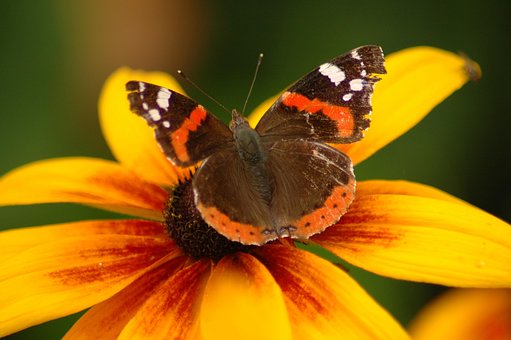 Flor, Borboleta, Plantar, Amarelo, Asas