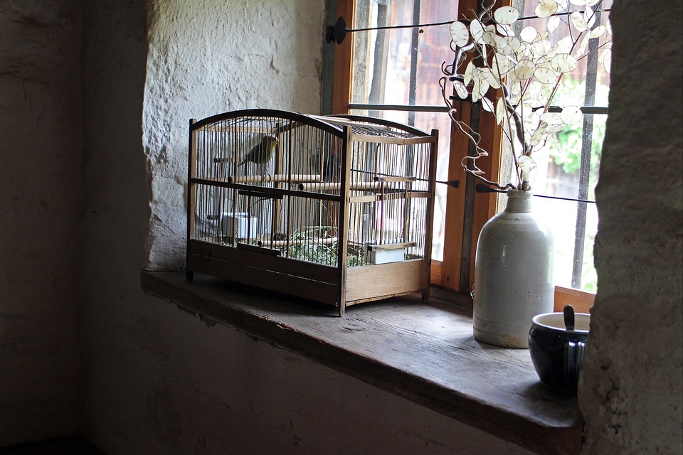 Jaula De Pájaro, Cage, Alféizar De La Ventana, Aves