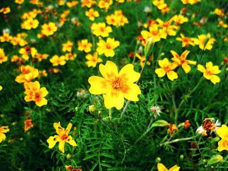 Prado De Flores, Flor, Amarillo