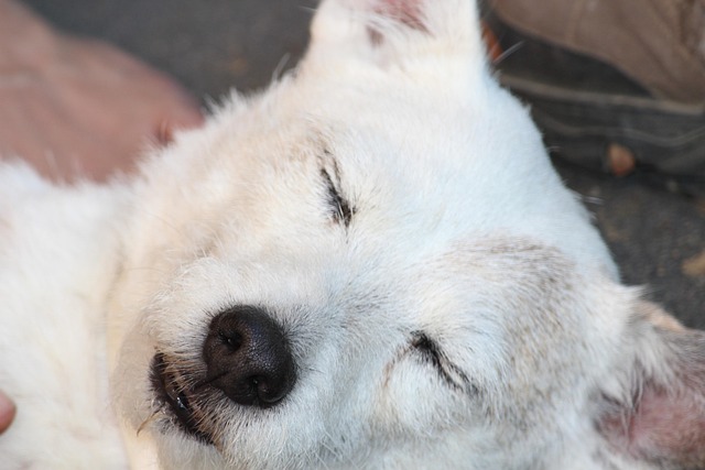 Hund, Hvid, Lille Hund, Hoved, Portræt
