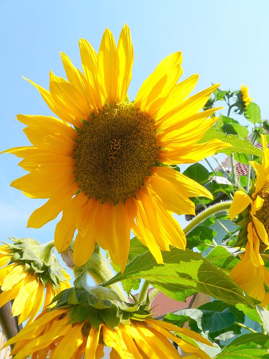 Sunflower Yellow Flower - Free photo on Pixabay - Pixabay