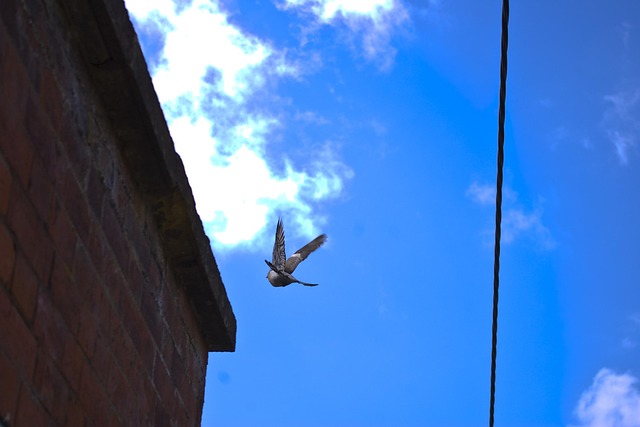 Free Pigeon Flying photo and picture