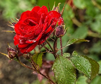 Rød Rose, Regndråbe, Blomst, Valentine