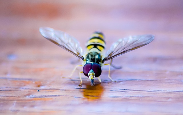 Free Hover Fly Insect photo and picture