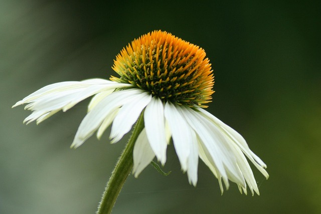 Free Coneflower Echinacea photo and picture