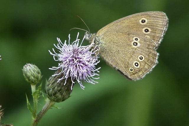 Free Butterfly Butterflies photo and picture