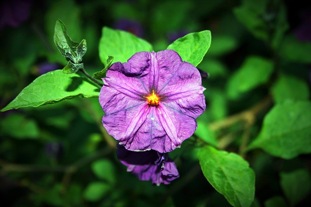 Fleur De Pomme Terre - Photo gratuite sur Pixabay - Pixabay