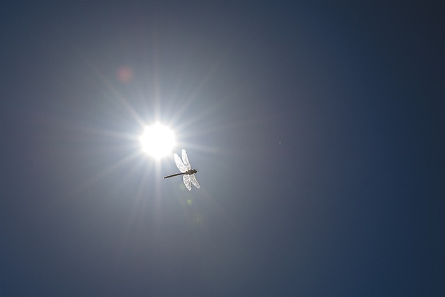 Sol, Dragonfly, Sommer