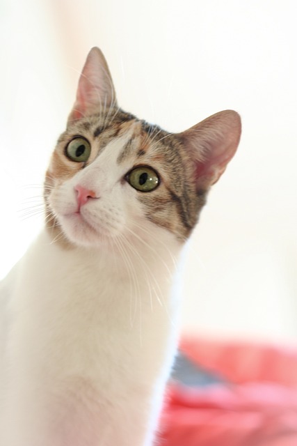 Free Cat View photo and picture