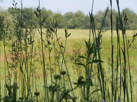 Free Grass Field photo and picture