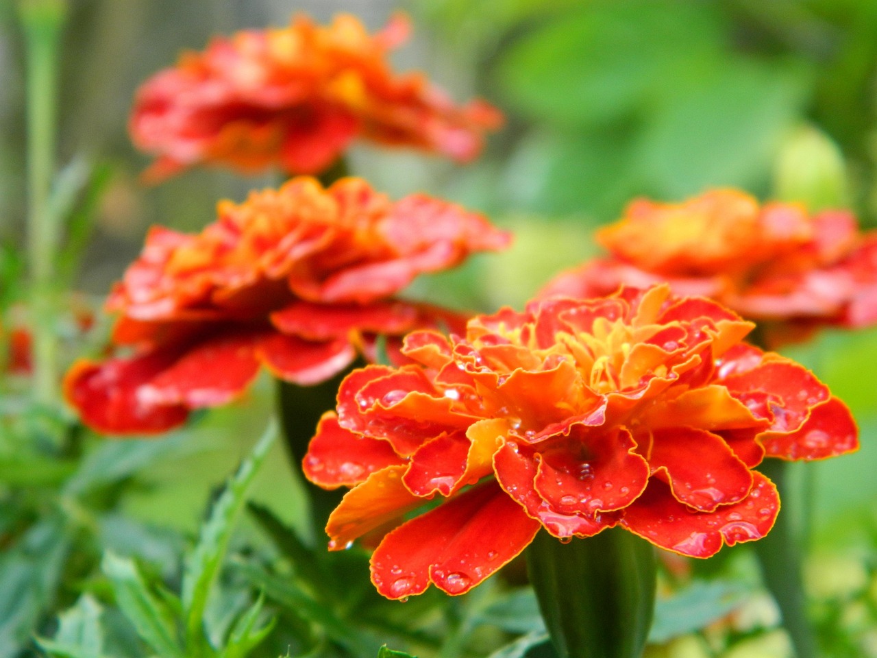 Flowers Macro Flower - Free photo on Pixabay