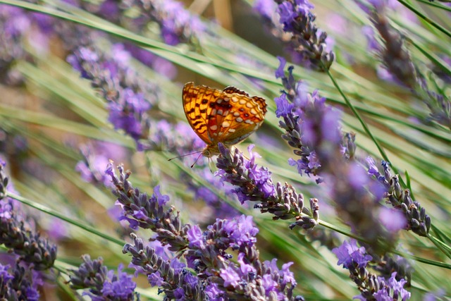 Free Lavender Butterfly photo and picture