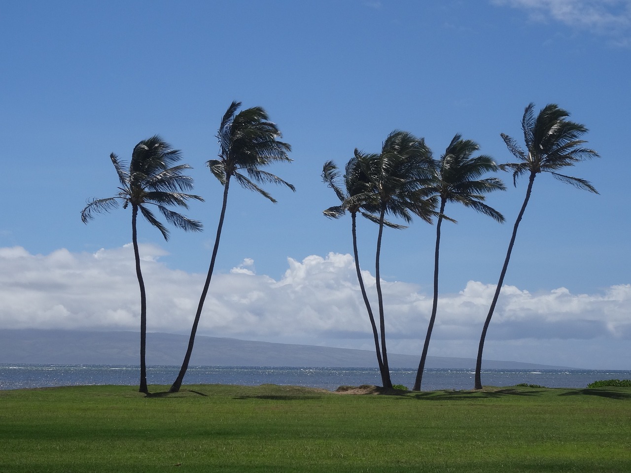 Palm Trees Hawaii Vacations Free photo on Pixabay