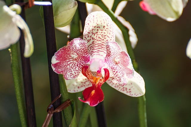 Orchidee, Blatt, Blüte, Schön, Farbig
