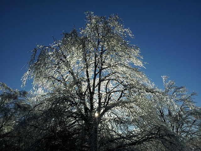 Free Ice Tree photo and picture
