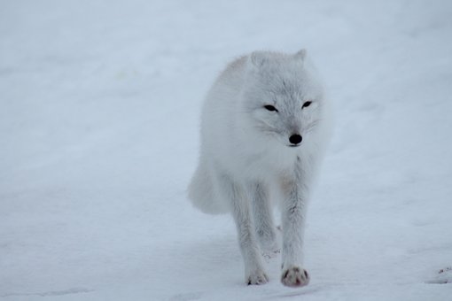 超过 20 张关于“雪狐”和“雪”的免费图片