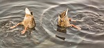 ducks, rump, waterfowl