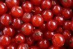 currants, many, mass
