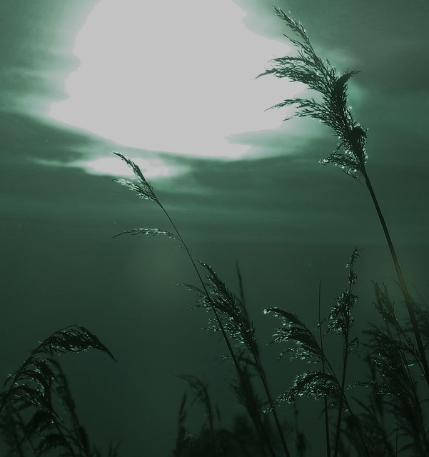 Free Grasses Mystical photo and picture