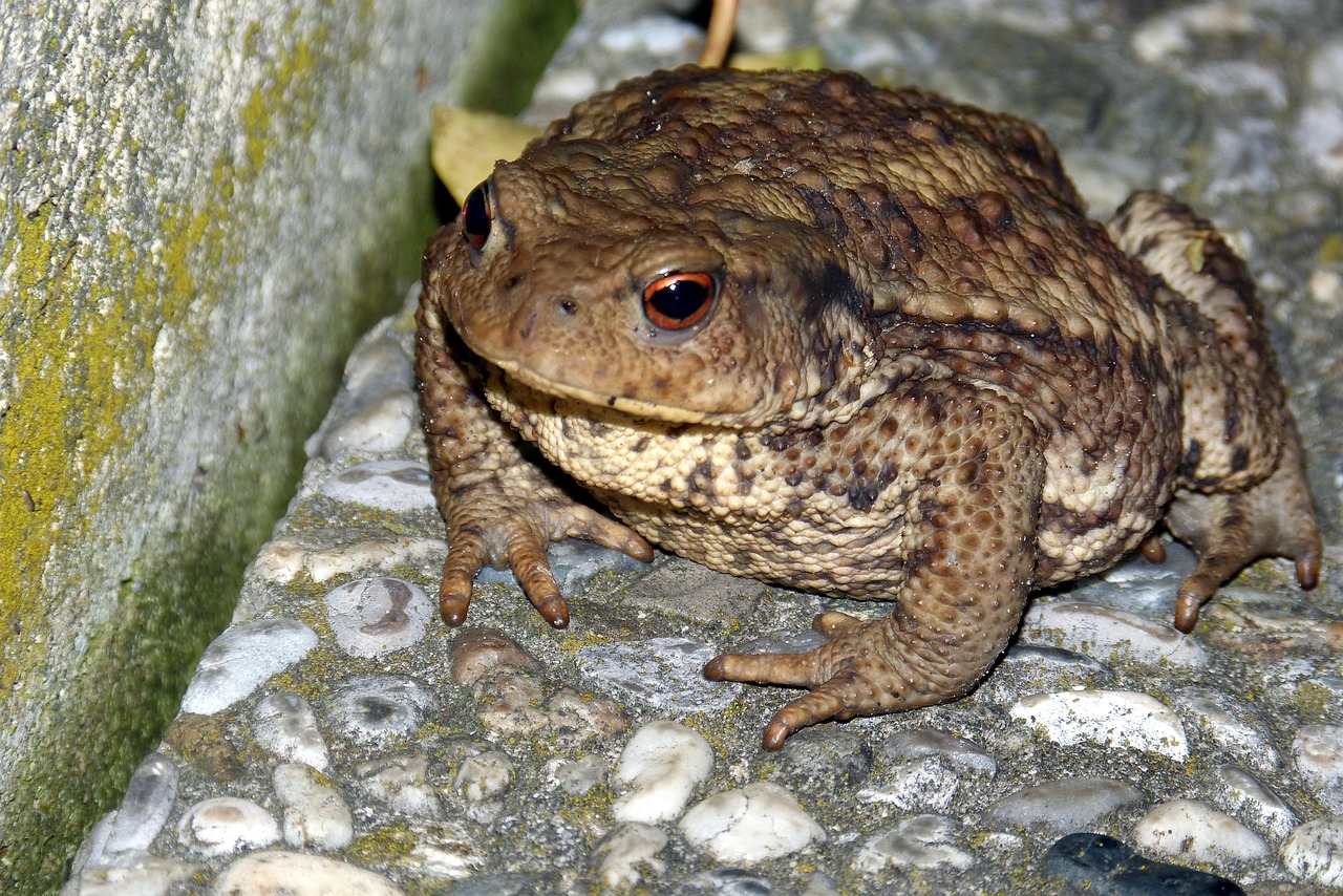 8 000 Free Common Toads Toad Images Pixabay 8 000 Free Common Toads Toad Images Pixabay
