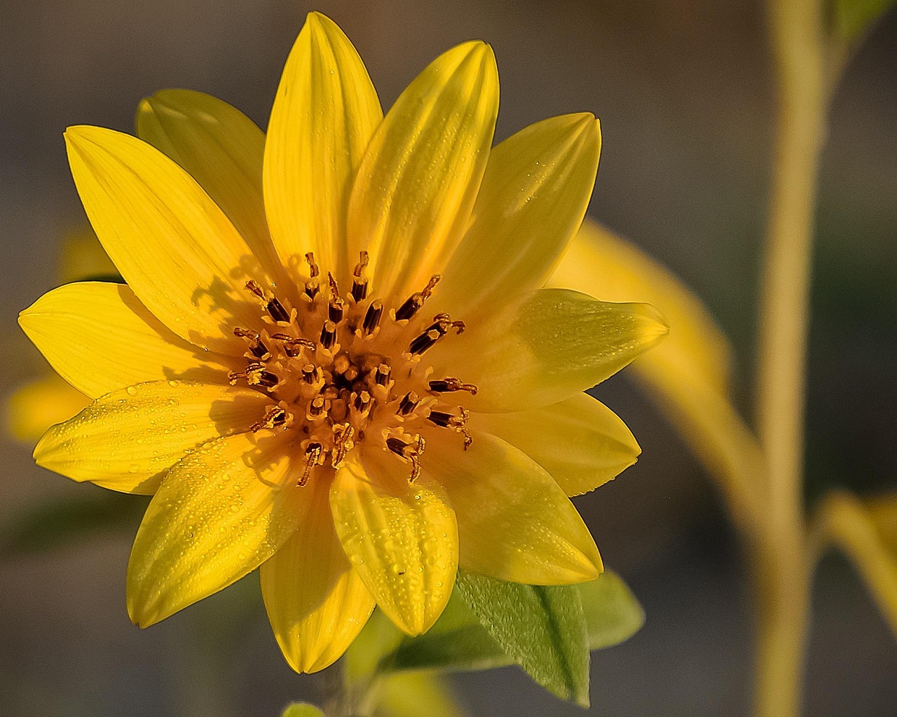 flower-405374_1280.jpg