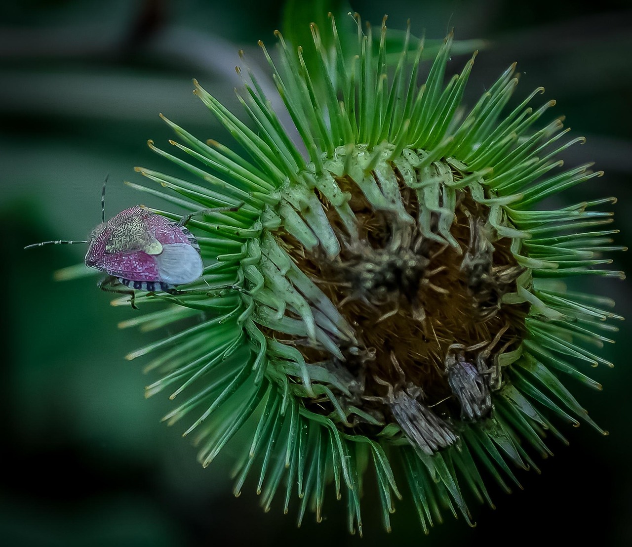 True Bug Insect - Free photo on Pixabay - Pixabay