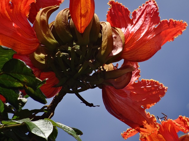 Free Flamboyant Blossom photo and picture