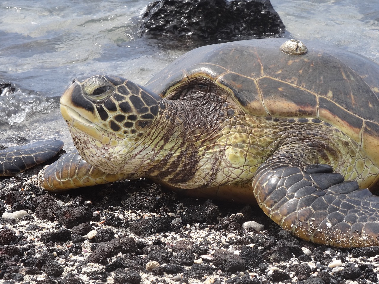 Tortoise - free online jigsaw puzzle photo