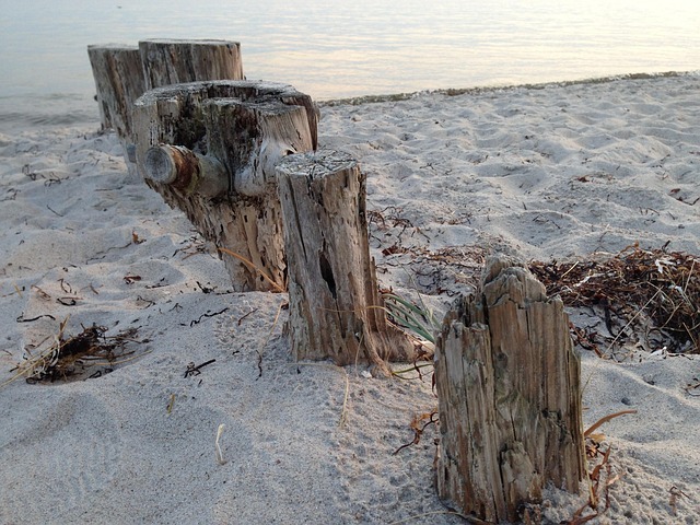 Free Tree Stump Nature photo and picture