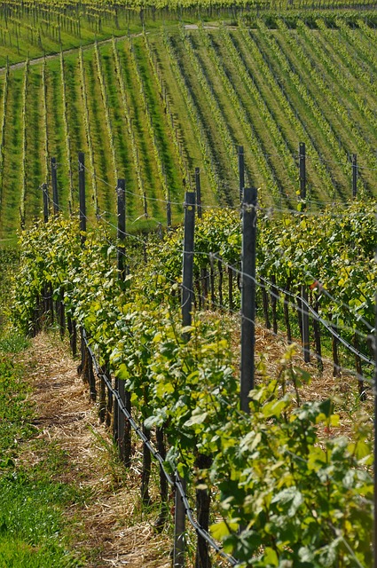 Free Wine Grapevines photo and picture