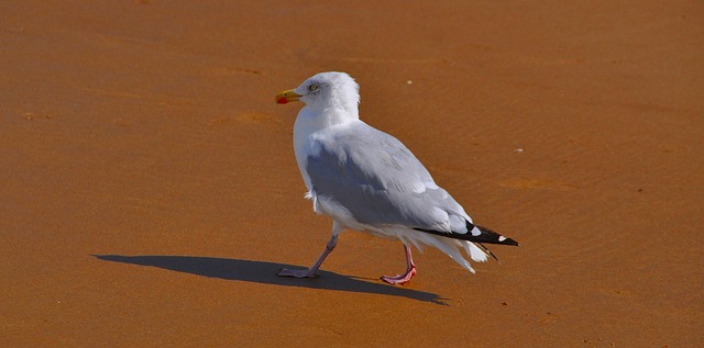 Free Gull Bird photo and picture