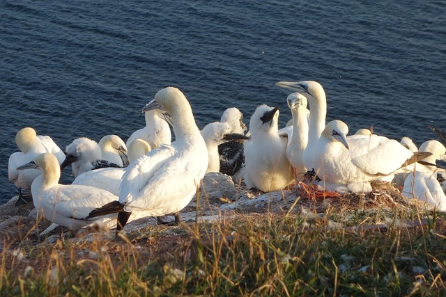 Free Northern Gannet Birds photo and picture