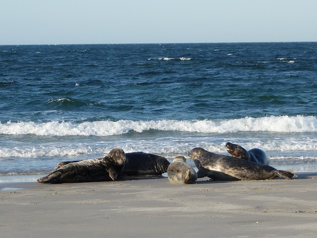 Free Seals Mammals photo and picture